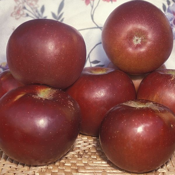 Arkansas Black Apple Tree - Image 4