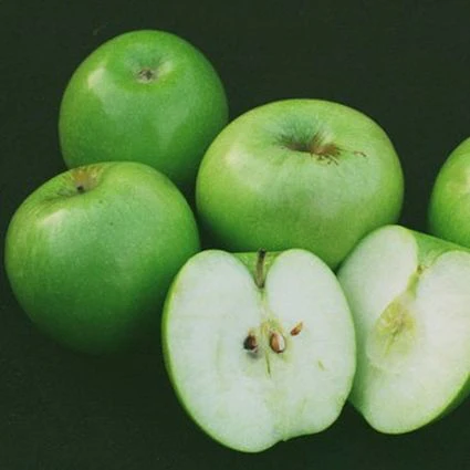Granny Smith Apple Tree - Image 5