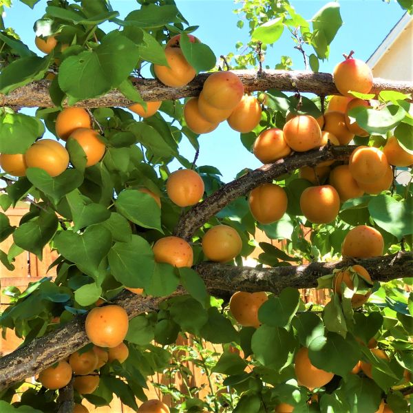 Golden Sweet Apricot Tree - Image 3