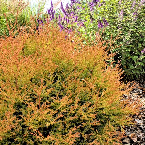 Fire Chief™ Arborvitae - Image 3