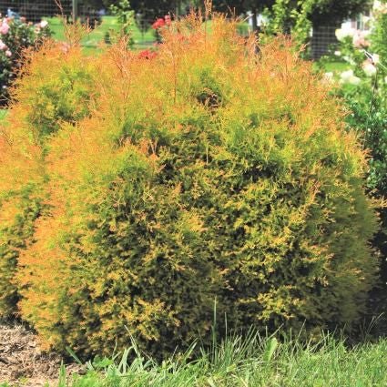 Fire Chief™ Arborvitae - Image 4