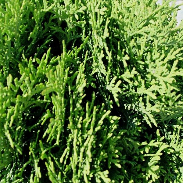 Little Giant Arborvitae - Image 3