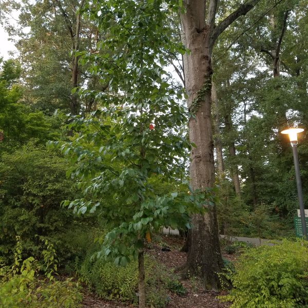 Black Gum Tree - Image 3