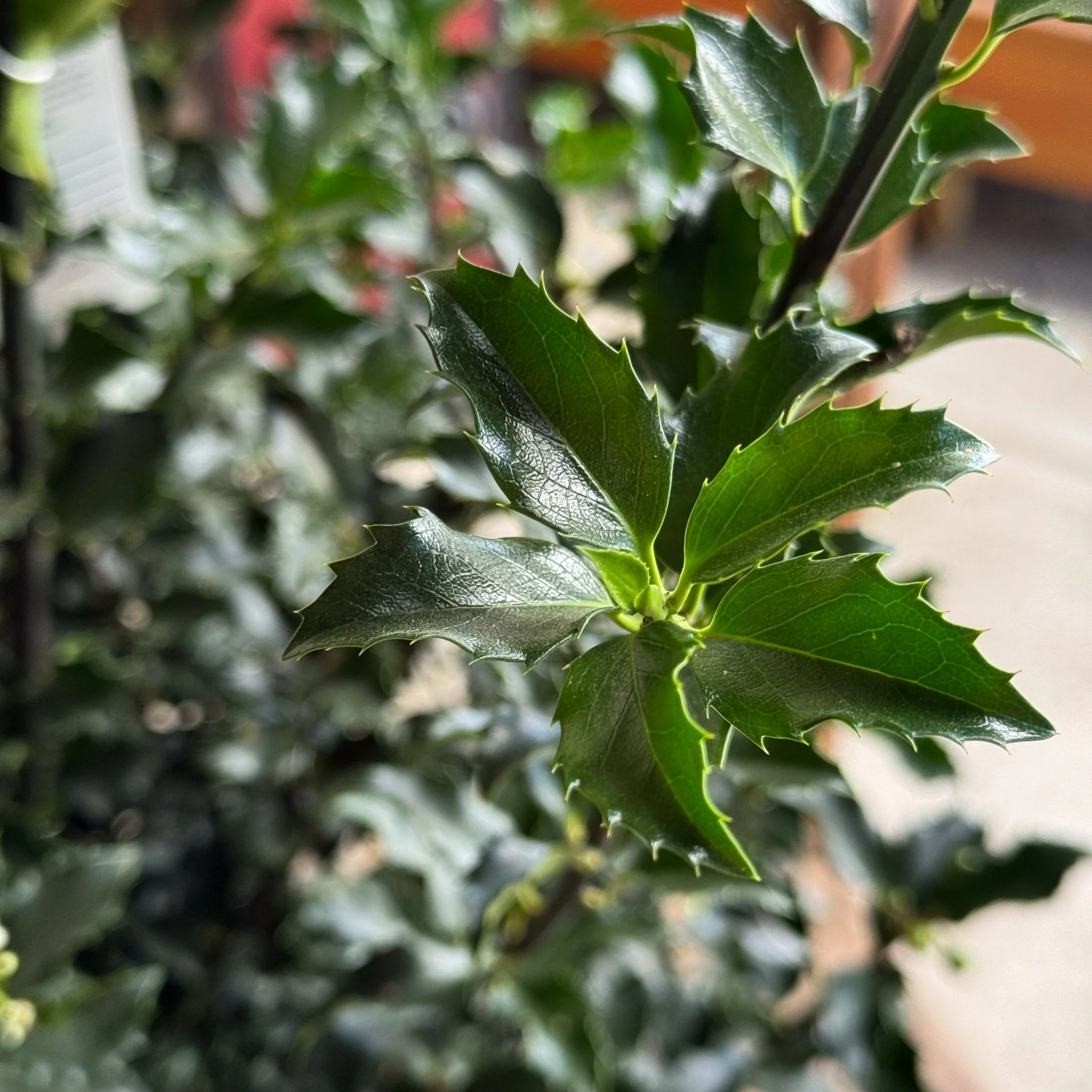 Blue Princess Holly - Image 4