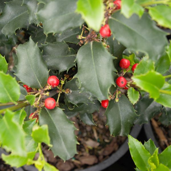 Blue Princess Holly - Image 7