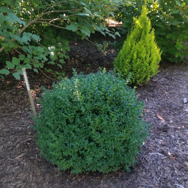 North Star® Boxwood - Image 3
