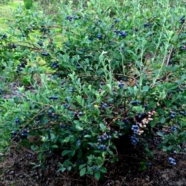 Brightwell Blueberry Bush - Image 3