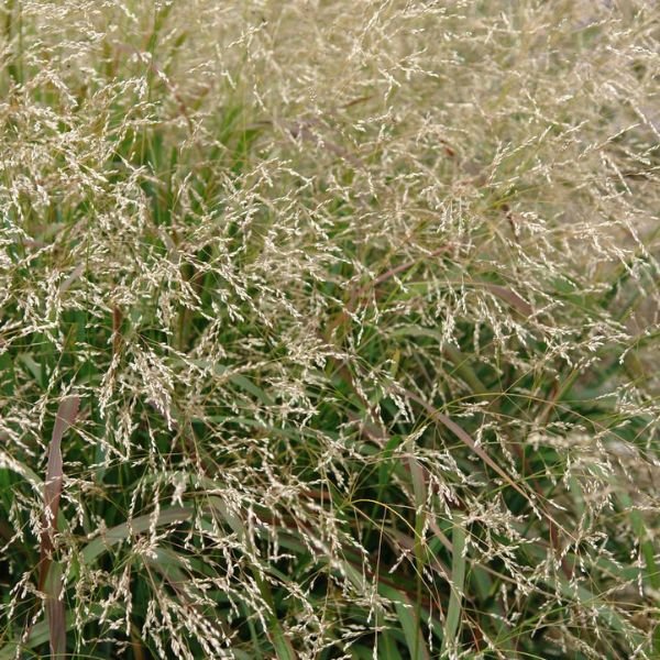 Cape Breeze Dwarf Switch Grass - Image 3