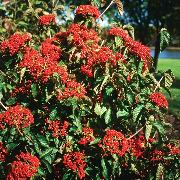 Cardinal Candy® Viburnum - Image 3