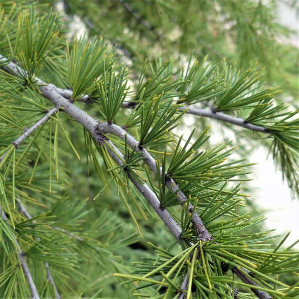 Deodar Cedar Tree - Image 3