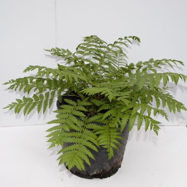 Cinnamon Fern - Image 3