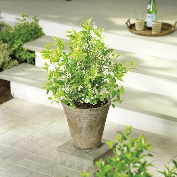 Chardonnay Pearls® Deutzia - Image 5
