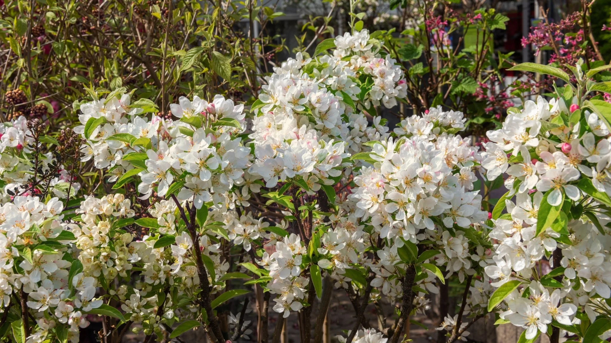 Eskimo Viburnum - Image 3