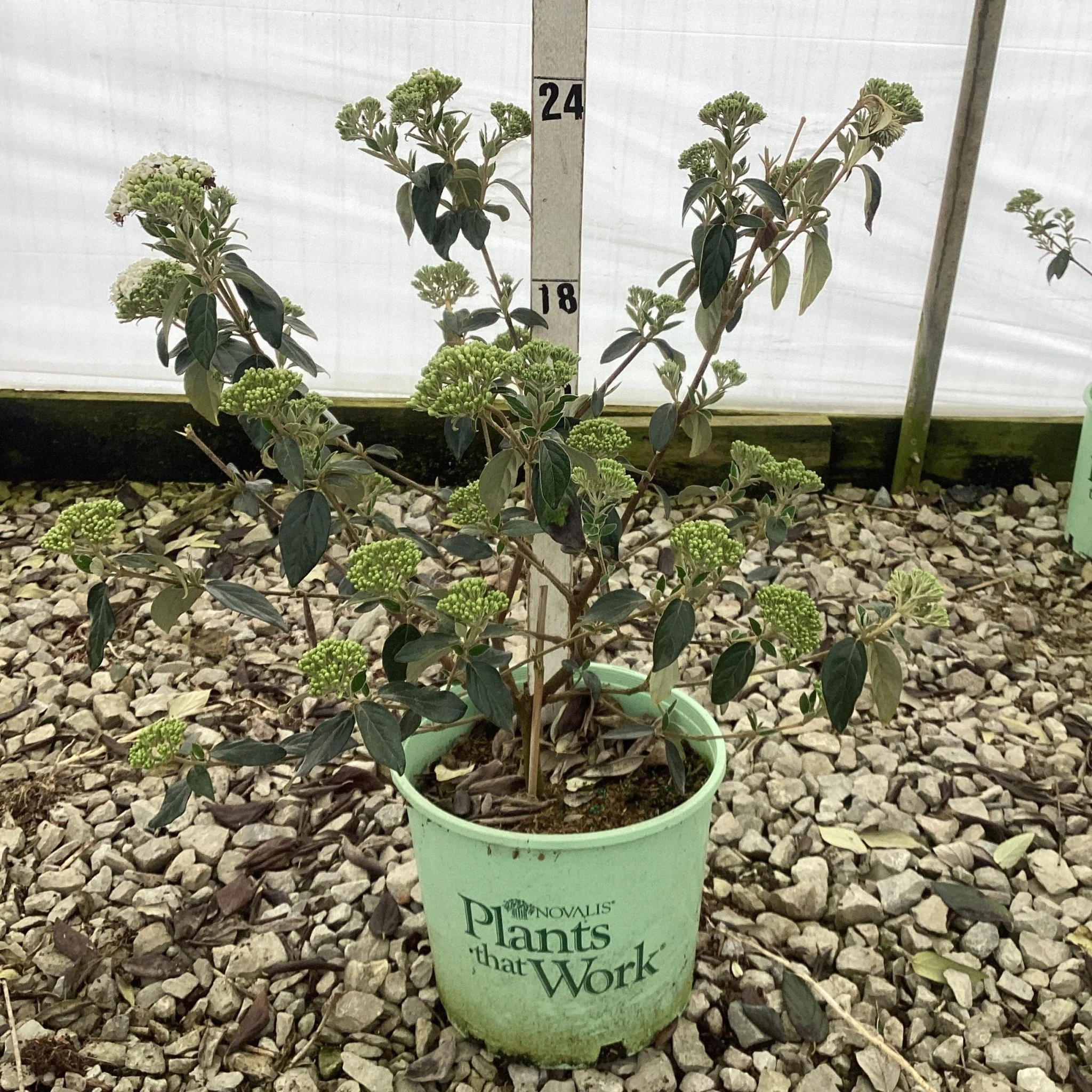 Eskimo Viburnum - Image 4