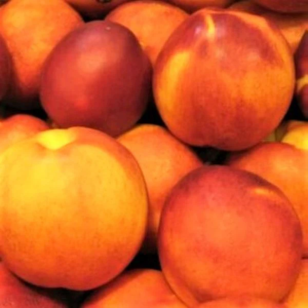 Fantasia Nectarine Tree - Image 4