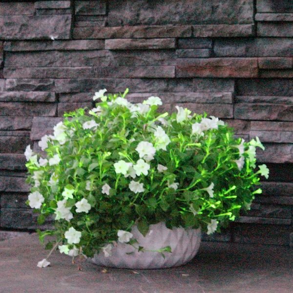 Firefly Petunia - Image 3