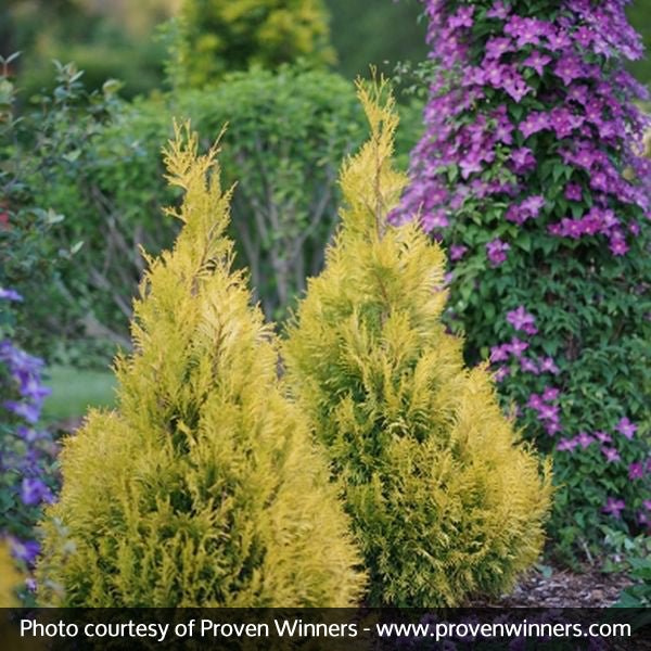 Fluffy® Western Arborvitae - Image 3