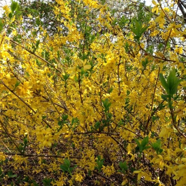 Lynwood Gold Forsythia - Image 3