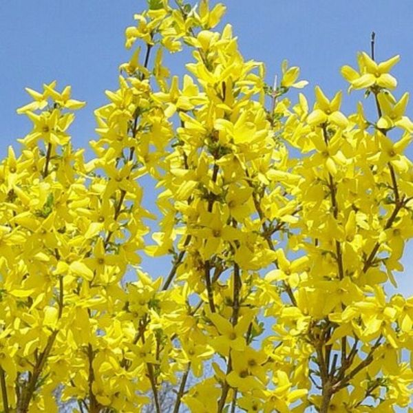 Lynwood Gold Forsythia - Image 4