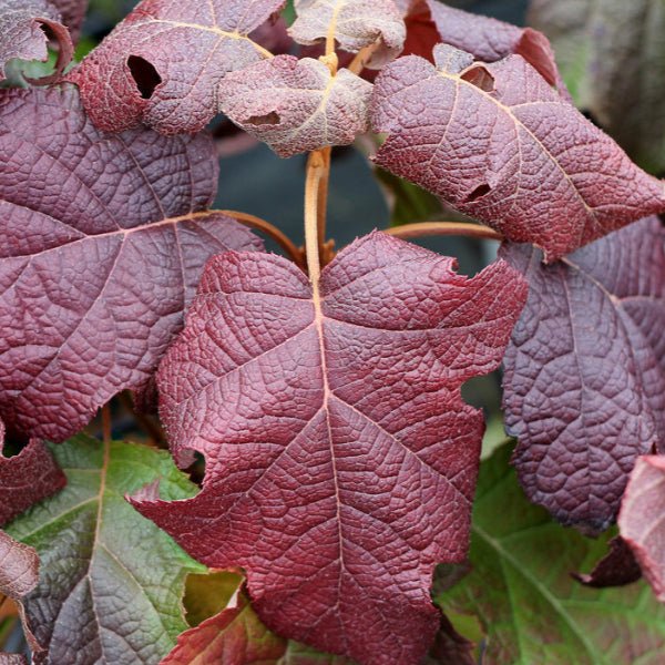 Gatsby Moon® Oakleaf hydrangea - Image 3