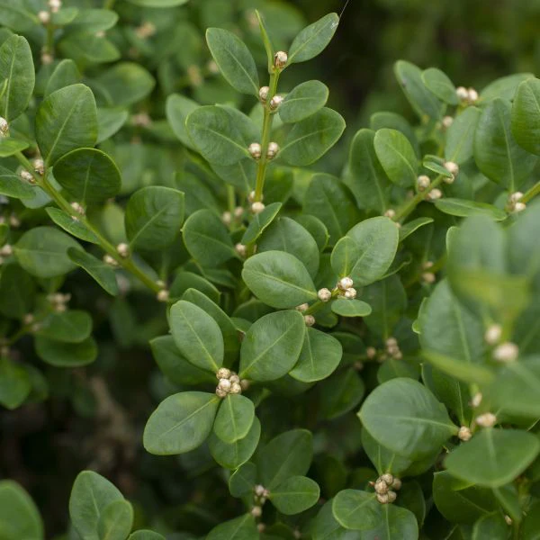 Gordo™ Boxwood - Image 3