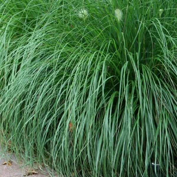 Dwarf Fountain Grass - Image 3