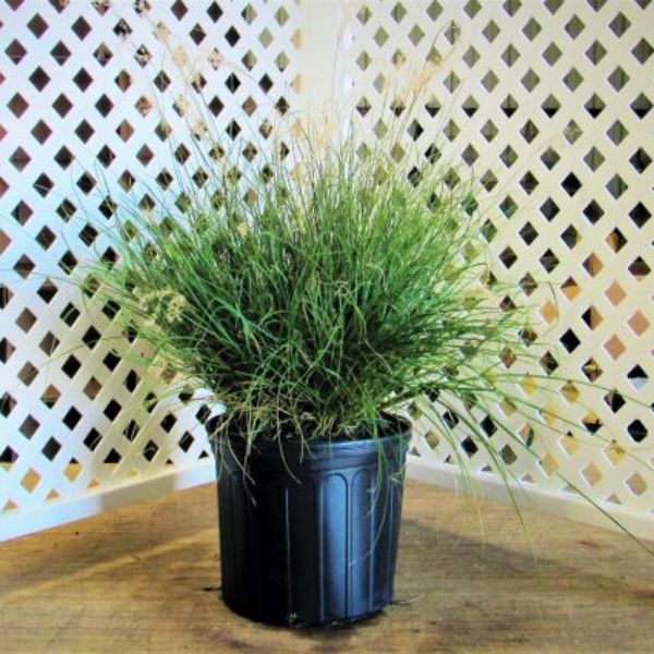 Little Kitten Maiden Grass - Image 3