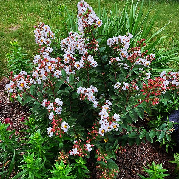 French Vanilla Crape Myrtle Shrub - Image 3