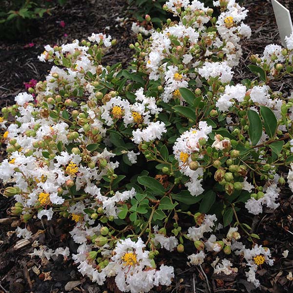 French Vanilla Crape Myrtle Shrub - Image 4