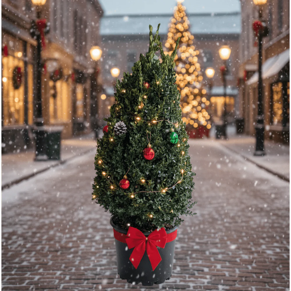 Green Mountain Boxwood - Image 5