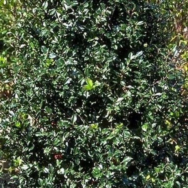 Blue Prince Holly - Image 3