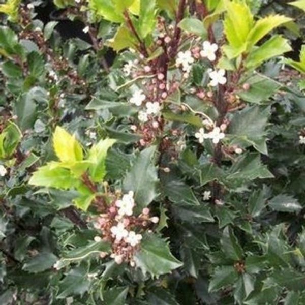 Blue Prince Holly - Image 5