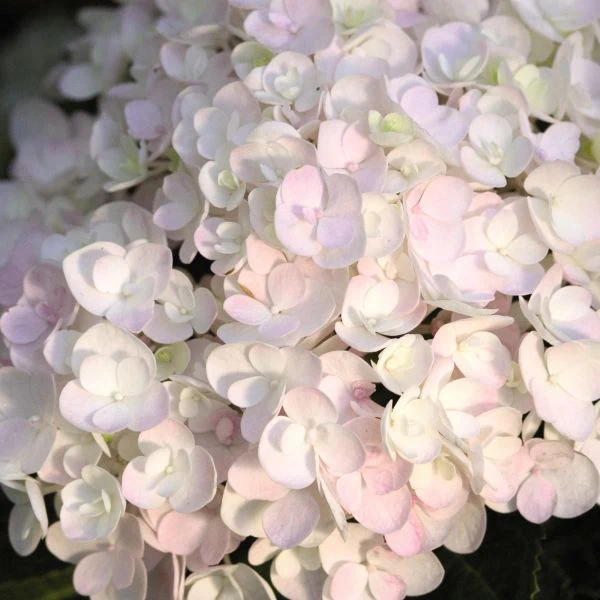 Endless Summer® Blushing Bride Bigleaf Hydrangea - Image 4