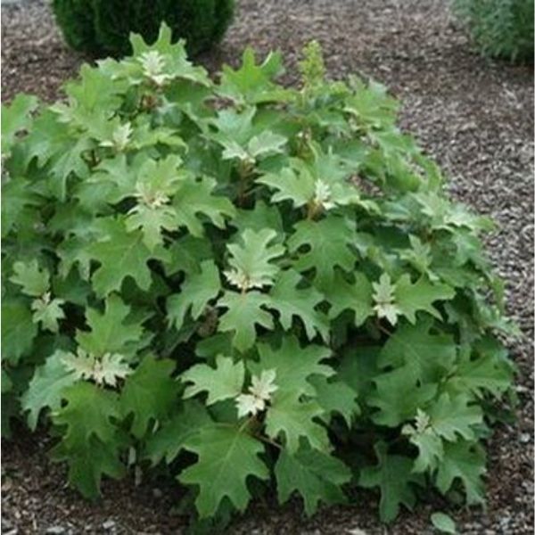 Pee Wee Dwarf Oakleaf Hydrangea - Image 3
