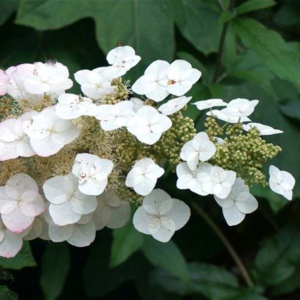 Pee Wee Dwarf Oakleaf Hydrangea - Image 4