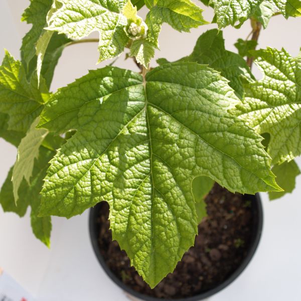 Ruby Slippers Oakleaf Hydrangea - Image 3