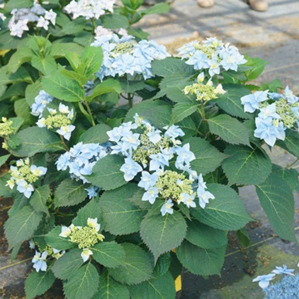 Tuff Stuff Ah - Ha® Hydrangea - Image 3