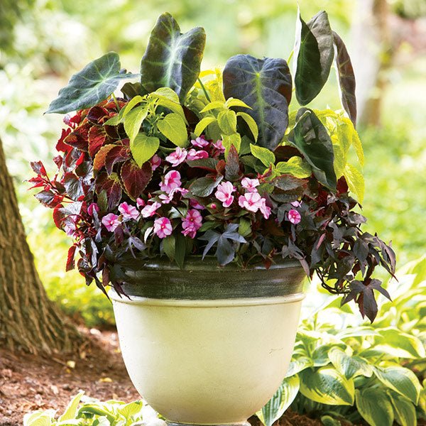 Illustris Elephant's Ear - Image 4