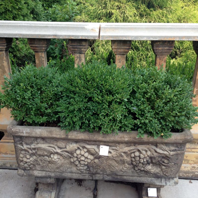 Korean Boxwood - Image 4