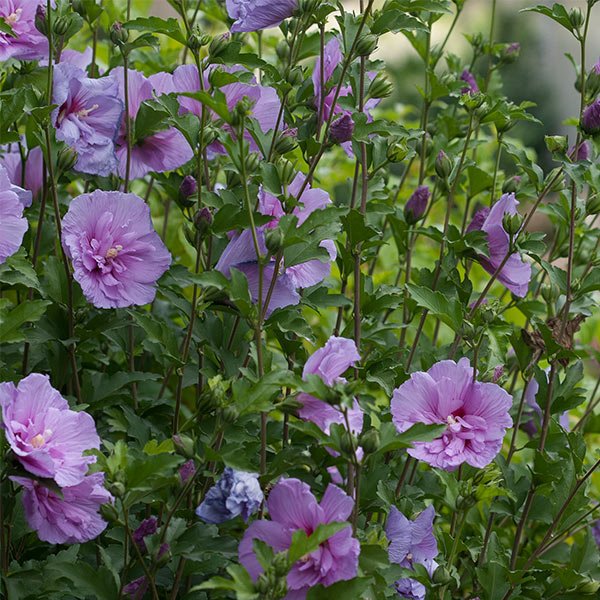 Lavender Chiffon® Rose of Sharon Shrub - Image 4