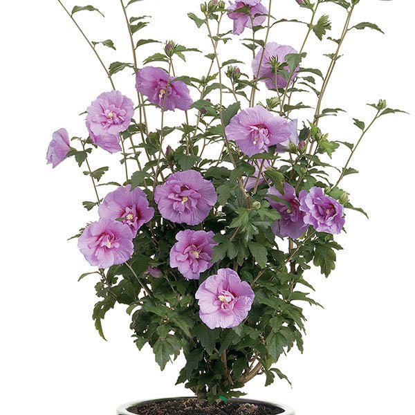Lavender Chiffon® Rose of Sharon Shrub - Image 6