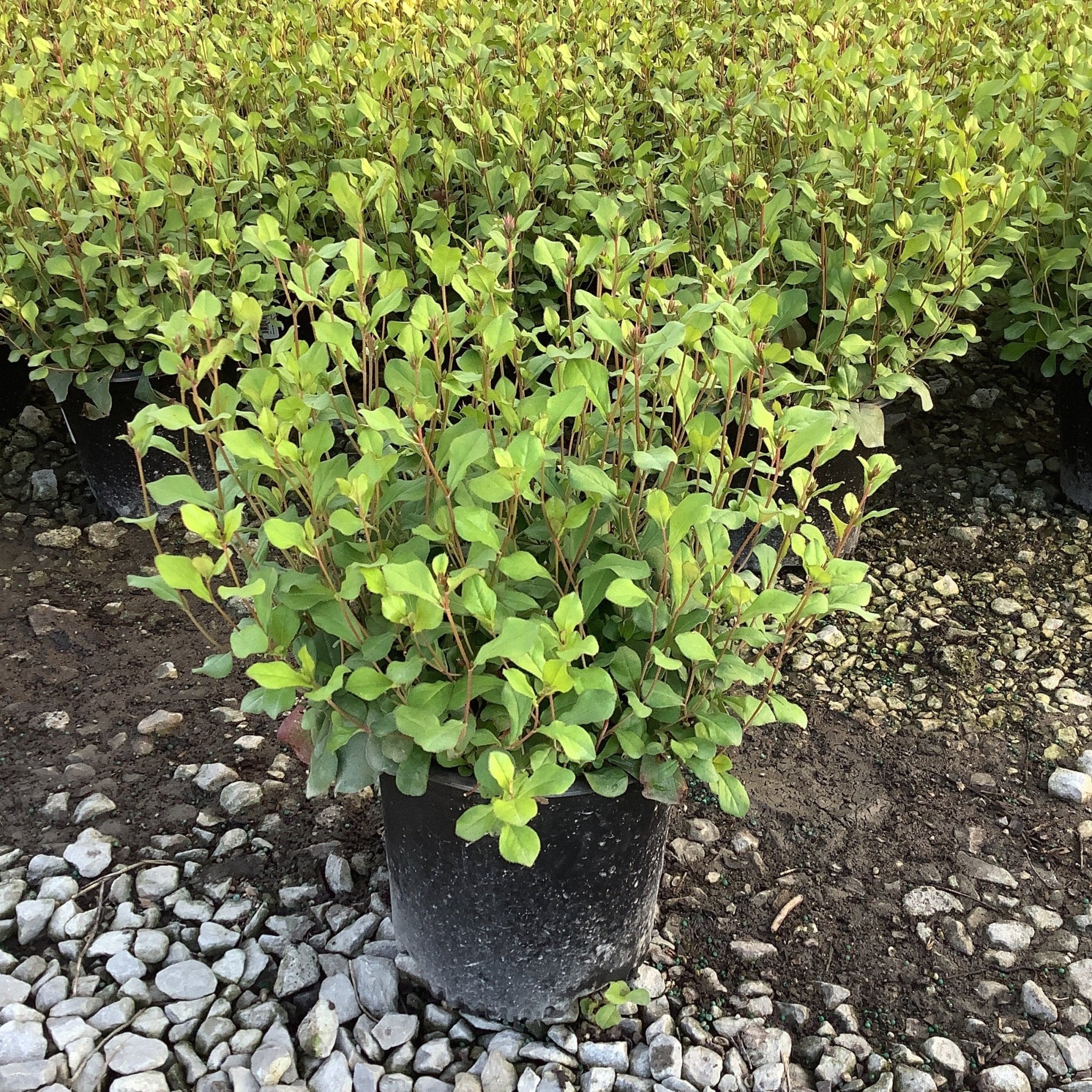 Blue Plumbago Plant - Image 4