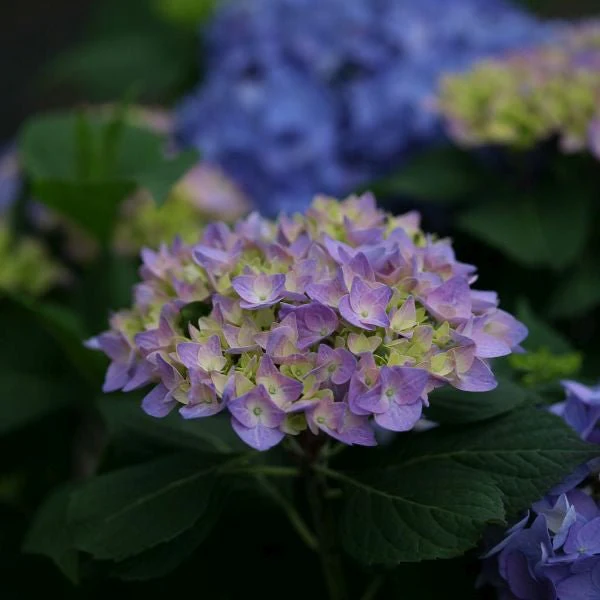 Let's Dance® Rhythmic Blue™ Hydrangea - Image 3