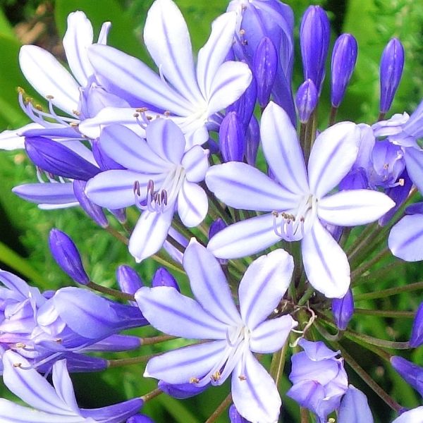 Dwarf Lily of the Nile - Image 3