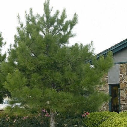 Loblolly Pine Tree - Image 3