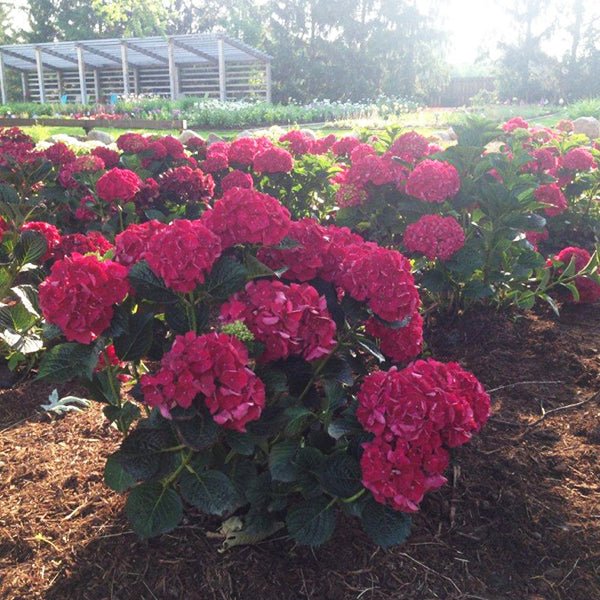 Magical® Ruby Red Hydrangea - Image 4