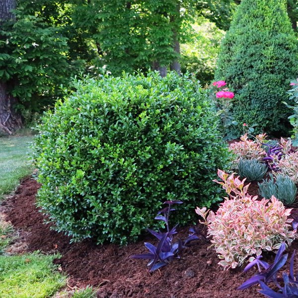 NewGen® Independence Boxwood - Image 3