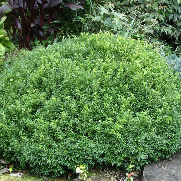 NewGen® Boxwood