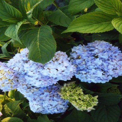 Nikko Blue Bigleaf Hydrangea - Image 3