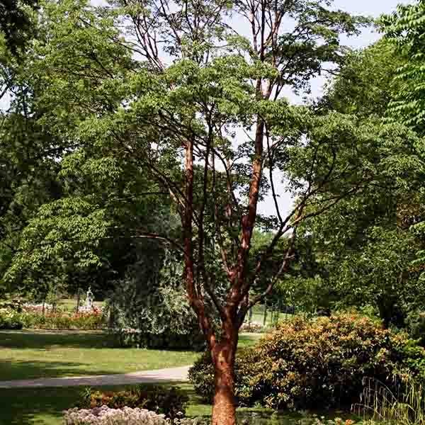 Paperbark Maple Tree - Image 3